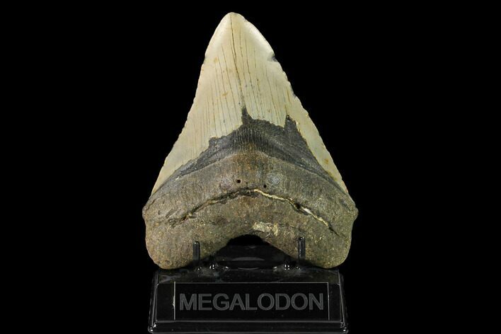 Fossil Megalodon Tooth - North Carolina #147511